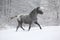Beautiful grey pony running in winter