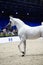 Beautiful grey purebred arabian horse posing at  manege at competition