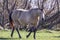 Beautiful grey quarter horse in a field.