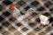 A beautiful grey rooster with a red crest behind a net of a clean chicken coop stands sideways and looks at the camera