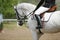 Beautiful grey show jumper stallion under saddle