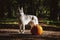 Beautiful grey siberian husky and pumpkin for halloween