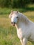 Beautiful Grey Stallion