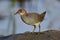 Beautiful grey to brown bird walking on dirt pole over water reflection, young Slaty-breasted Rail (gallirallus striatus