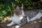 Beautiful grey and white cat enjoy noon sunshine in garden