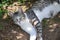 Beautiful grey and white cat enjoy noon sunshine in garden