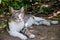 Beautiful grey and white cat enjoy noon sunshine in garden