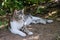 Beautiful grey and white cat enjoy noon sunshine in garden