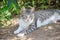 Beautiful grey and white cat enjoy noon sunshine in garden