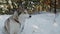 Beautiful grey and white dog sitting in snow in winter forest