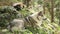 Beautiful grey wolf laying on the rocks, having rest, wildlife