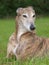 Beautiful Greyhound