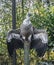 Beautiful griffon vulture bird sitting on a pole and folding his wings open