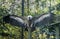 Beautiful griffon vulture bird spreading his wings open showing all his feathers