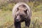 Beautiful Grizzly Bear in Alaska in Fall