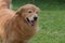 Beautiful Groomed Golden Retriever Dog