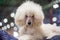Beautiful Groomed white Poodle. Close up portrait