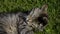 Beautiful grooming tom cat cleaning himself. Portrait of domestic short-haired tabby cat lying in the grass. Cute kitten washes