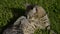 Beautiful grooming tom cat cleaning himself. Portrait of domestic short-haired tabby cat lying in the grass. Cute kitten washes