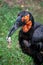 A beautiful ground hornbill carries dinner in her beak
