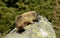 Beautiful Groundhog moving on a Rock