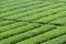 Beautiful groundnut field - background