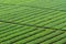 Beautiful groundnut field - background