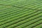 Beautiful groundnut field - background