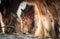 Beautiful group of big Irish Gypsy cob horses foals grazing and eating grass wild in snow on ground cold deep snowy winter field