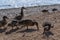 Beautiful group birds, brown ducks walk along sandy pebble coast. Waves in blue sea with sparkle from sun light. Animals