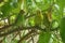Beautiful group of budgies in tropical vegetation on barefoot island