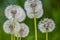 Beautiful group of dandelion flowers in a green springtime meadow