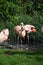 Beautiful group of flamingos with their long necks