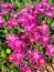 Beautiful group of flowers Delosperma cooperi Ice Plant