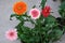 beautiful group fresh white and pink gerbera flower blooming in botany garden multi colors orange red and pink petals