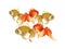 Beautiful group of golden goldfish