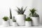 Beautiful group of green cacti and succulents in decorative white pots on a white background