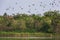 Beautiful group of Lesser Whistling Duck on lake of rainforest nature background