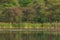 Beautiful group of Lesser Whistling Duck on lake of rainforest nature background