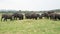 Beautiful group of many asian elephants at Minneriya Nattional park in Sri Lanka. Beautiful green landscape with a lake