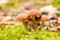 Beautiful group of mushroom