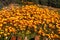 A beautiful group of orange wildflower daisies