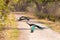 Beautiful group of Peacocks roaming in the middle of the road. Indian wildlife birds