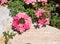 Beautiful group of pink flowers Verbena Tapien Salmon