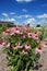 Beautiful group of purple cone flowers under blue sky.