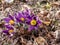 Beautiful group of purple spring flowers Pasqueflower (Pulsatilla x gayeri Simonk.) with yellow center