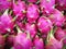 The Beautiful group of Red pink Dragon fruit or Pitaya in a Thailand market.