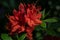 Beautiful group of red rhododendron flowers