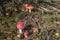 Beautiful group of toadstools in the autumn