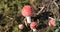 Beautiful group of toadstools in the autumn